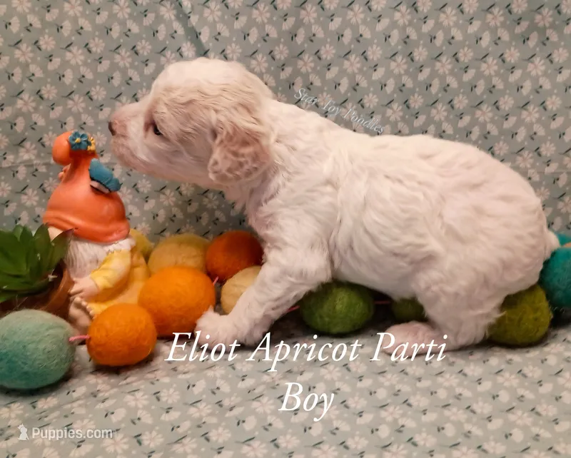 Eliot  – Poodle - Miniature  puppy for sale in Belleview, FL