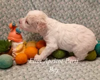 Eliot  blue eyes, a male Poodle - Miniature  for sale in Belleview, FL – 1 of 4