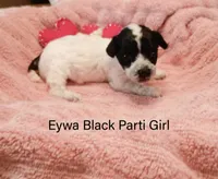 Eywa Tiny Toy, a female Poodle - Toy  for sale in Belleview, FL – Photo 5 of 10