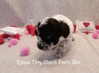 Eywa Tiny Toy, a female Poodle - Toy  for sale in Belleview, FL – Photo 3 of 10