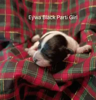 Eywa Tiny Toy, a female Poodle - Toy  for sale in Belleview, FL – Photo 6 of 10