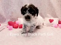 Eywa Tiny Toy, a female Poodle - Toy  for sale in Belleview, FL – Photo 4 of 10