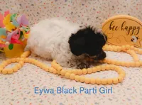 Eywa Tiny Toy, a female Poodle - Toy  for sale in Belleview, FL – Photo 2 of 10