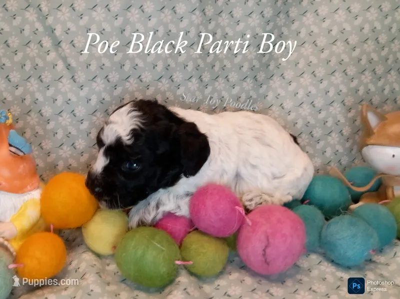 Poe – Poodle - Miniature  puppy for sale in Belleview, FL