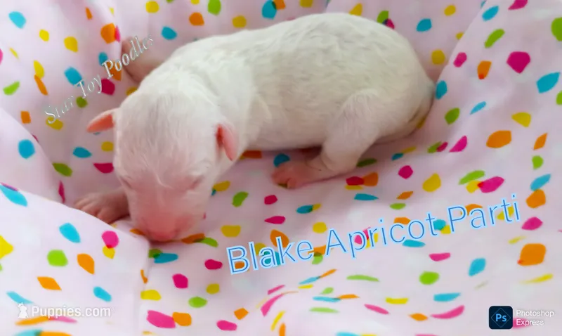 Blake  – Poodle - Miniature  puppy for sale in Belleview, FL