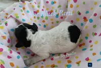 Poe, a male Poodle - Miniature  for sale in Belleview, FL – 2 of 2