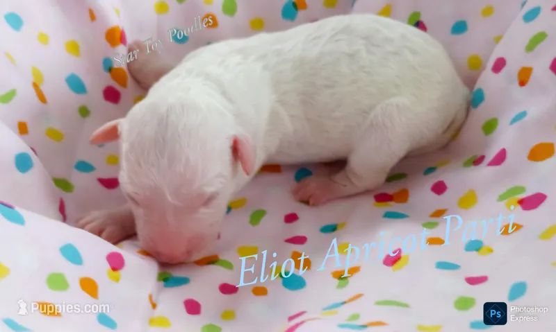Eliot  – Poodle - Miniature  puppy for sale in Belleview, FL