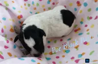 Poe, a male Poodle - Miniature  for sale in Belleview, FL – 1 of 2