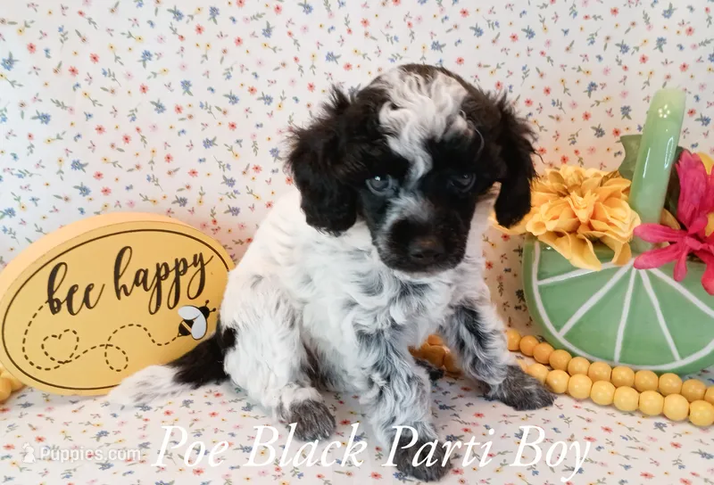 Poe – Poodle - Toy  puppy for sale in Belleview, FL