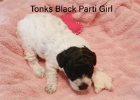 Tonks, a female Poodle - Miniature  for sale in Belleview, FL – Photo 6 of 10