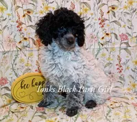 Tonks, a female Poodle - Toy  for sale in Belleview, FL – Photo 1 of 8