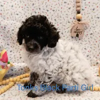 Tonks, a female Poodle - Toy  for sale in Belleview, FL – Photo 2 of 8