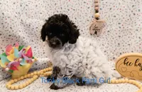 Tonks, a female Poodle - Miniature  for sale in Belleview, FL – Photo 1 of 10