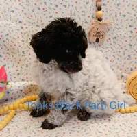 Tonks, a female Poodle - Toy  for sale in Belleview, FL – Photo 3 of 8