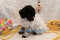 Tonks, a female Poodle - Miniature  for sale in Belleview, FL – Photo 2 of 10