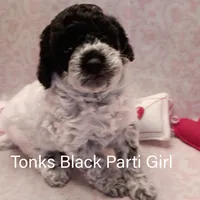 Tonks, a female Poodle - Toy  for sale in Belleview, FL – Photo 5 of 8