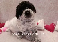 Tonks, a female Poodle - Miniature  for sale in Belleview, FL – Photo 4 of 10