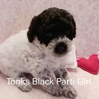 Tonks, a female Poodle - Toy  for sale in Belleview, FL – Photo 4 of 8