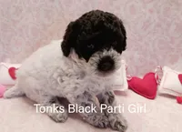 Tonks, a female Poodle - Miniature  for sale in Belleview, FL – Photo 3 of 10