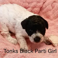 Tonks, a female Poodle - Toy  for sale in Belleview, FL – Photo 6 of 8