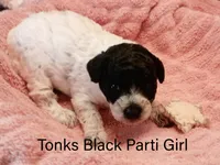 Tonks, a female Poodle - Miniature  for sale in Belleview, FL – Photo 5 of 10