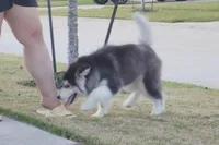 Xiao Hong, a female Alaskan Malamute for sale in Richmond, TX – Photo 3 of 9