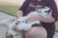 Xiao Hong, a female Alaskan Malamute for sale in Richmond, TX – Photo 7 of 9