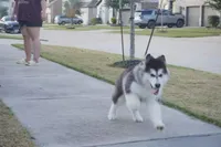 Xiao Hong, a female Alaskan Malamute for sale in Richmond, TX – Photo 2 of 9