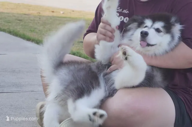 Xiao Hong – Alaskan Malamute puppy for sale in Richmond, TX