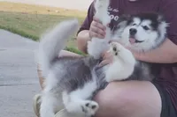 Xiao Hong, a female Alaskan Malamute for sale in Richmond, TX – Photo 1 of 9