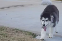 Xiao Hong, a female Alaskan Malamute for sale in Richmond, TX – Photo 6 of 9