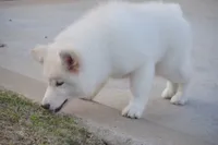 processed/d5ef2f01-700e-45fa-94e8-2add9b57308a/listing/4e72a7e2-0c48-43cb-9213-85a5e6a5b857/17b4797e-c06d-4034-94c4-8d5c1f6303dc