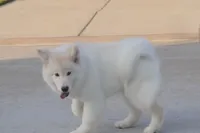 processed/d5ef2f01-700e-45fa-94e8-2add9b57308a/listing/4e72a7e2-0c48-43cb-9213-85a5e6a5b857/584b3649-8117-46c6-9f9b-301259a38718