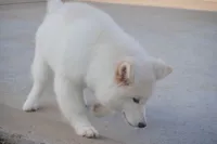 processed/d5ef2f01-700e-45fa-94e8-2add9b57308a/listing/4e72a7e2-0c48-43cb-9213-85a5e6a5b857/f80de91f-1879-486a-8512-ebda77f23515