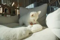 processed/d5ef2f01-700e-45fa-94e8-2add9b57308a/listing/533bee50-cb3e-4df4-83ac-b25393cd65b6/4253a680-1af4-4cc7-9ee9-16d47ff030e6