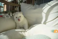 processed/d5ef2f01-700e-45fa-94e8-2add9b57308a/listing/533bee50-cb3e-4df4-83ac-b25393cd65b6/83cdd8e0-fb70-475f-a569-d057474986ec