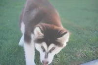 Saseme, a male Alaskan Malamute for sale in Richmond, TX – Photo 3 of 10