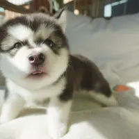 Saseme, a male Alaskan Malamute for sale in Richmond, TX – Photo 5 of 10