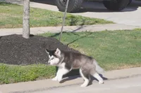 Saseme, a male Alaskan Malamute for sale in Richmond, TX – Photo 10 of 10