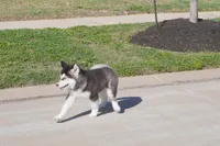 Saseme, a male Alaskan Malamute for sale in Richmond, TX – Photo 9 of 10