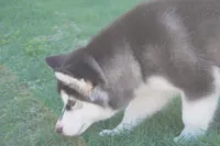 Saseme, a male Alaskan Malamute for sale in Richmond, TX – Photo 7 of 10