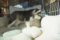 processed/d5ef2f01-700e-45fa-94e8-2add9b57308a/listing/59c52672-20f0-457c-bafa-1c71cc848809/4c9fb281-583c-4d52-a6df-aa7a6ef79b25