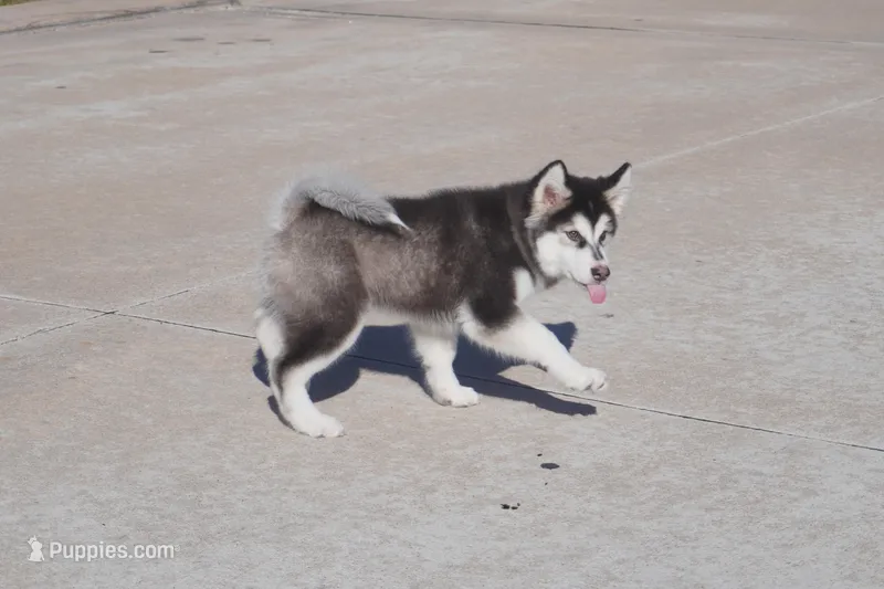 Saseme – Alaskan Malamute puppy for sale in Richmond, TX