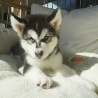 Saseme, a male Alaskan Malamute for sale in Richmond, TX – Photo 4 of 10