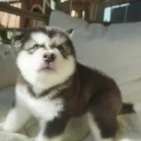 Saseme, a male Alaskan Malamute for sale in Richmond, TX – Photo 6 of 10