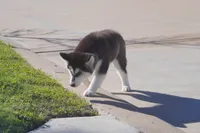 Saseme, a male Alaskan Malamute for sale in Richmond, TX – Photo 8 of 10
