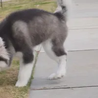 Xiao Cheng, a female Alaskan Malamute for sale in Richmond, TX – Photo 7 of 10