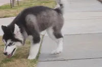 processed/d5ef2f01-700e-45fa-94e8-2add9b57308a/listing/6736ab89-3aaa-4db5-9644-39dc1e2874e9/15396781-19db-4750-aba3-4672fe917131