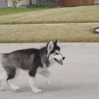 Xiao Cheng, a female Alaskan Malamute for sale in Richmond, TX – Photo 5 of 10