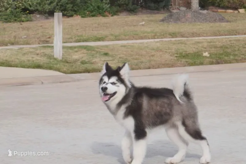 Xiao Cheng – Alaskan Malamute puppy for sale in Richmond, TX